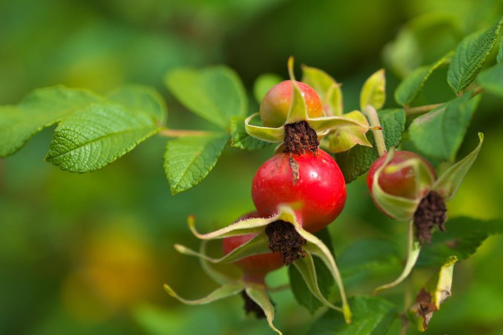Pension Aloisia Scheffau am Wilden Kaiser Kültér fotó