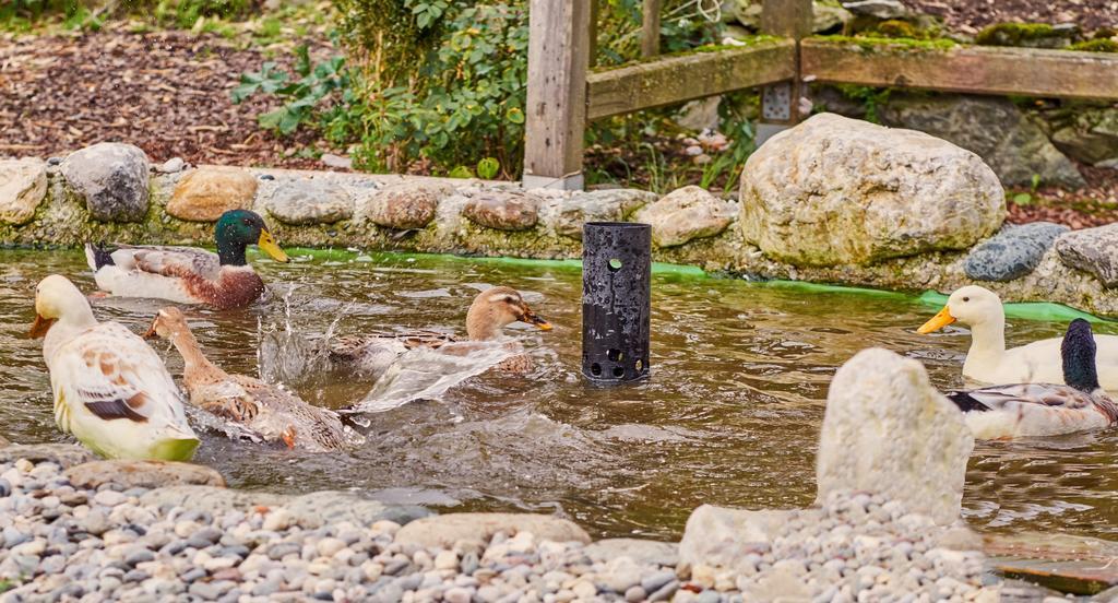 Pension Aloisia Scheffau am Wilden Kaiser Kültér fotó