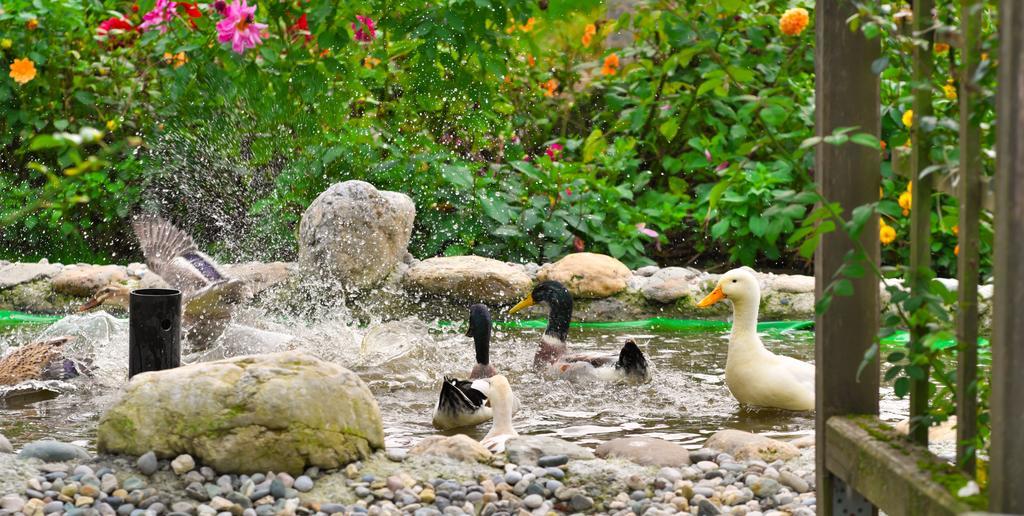 Pension Aloisia Scheffau am Wilden Kaiser Kültér fotó