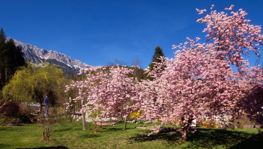 Pension Aloisia Scheffau am Wilden Kaiser Kültér fotó